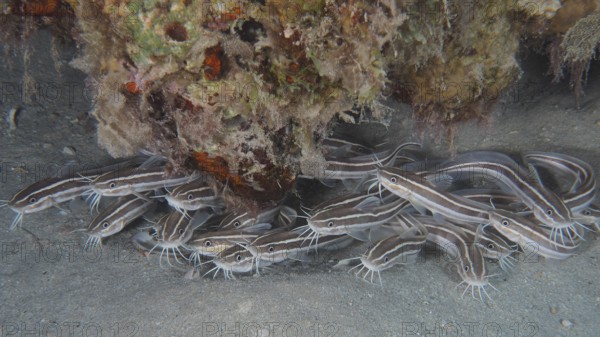 A school of Striped eel catfish (Plotosus lineatus) juvenile, dive site House Reef, Mangrove Bay, El Quesir, Red Sea, Egypt, AI generated