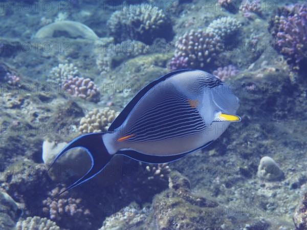 A colourful fish, Red Sea Clown Surgeonfish (Acanthurus sohal), swims in a coral reef in the sea. Dive site Mangrove Bay, El Quesir, Egypt, Red Sea, AI generated