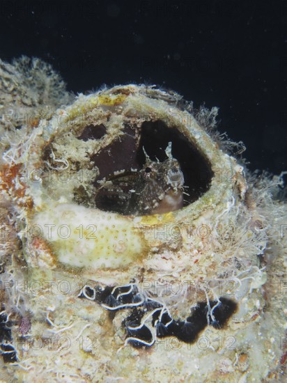A sabre-toothed blenny (Petroscirtes mitratus) inhabits a plastic canister, marine pollution, dive site House Reef, Mangrove Bay, El Quesir, Red Sea, Egypt, AI generated