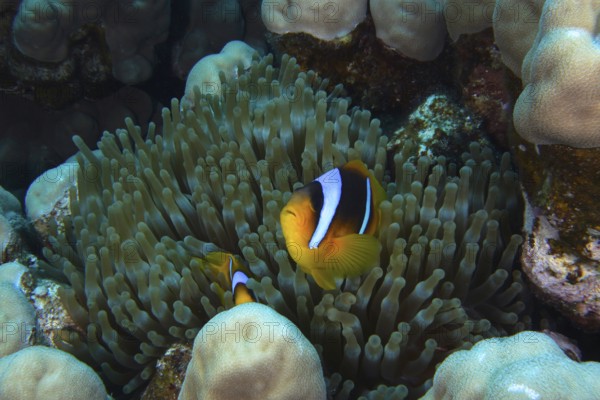 Red Sea anemonefish (Amphiprion bicinctus) surrounded by sea anemones. Dive site Shaab Claudia Reef, Red Sea, Egypt, AI generated