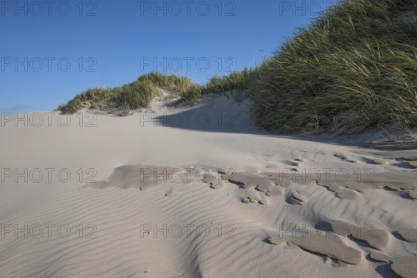Dunes, wave pattern in the sand, beach grass, blue sky, Hvide Sande, North Sea, Denmark