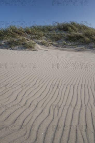 Dunes, wave pattern in the sand, beach grass, blue sky, Hvide Sande, North Sea, Denmark