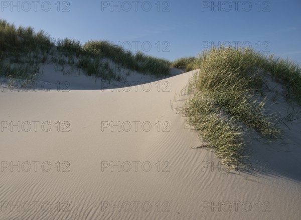 Gently rolling dunes with beach grass, blue sky, Hvide Sande, North Sea, Denmark