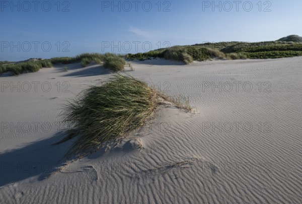 Sandy dune landscape, beach grass, blue sky, Hvide Sande, North Sea, Denmark