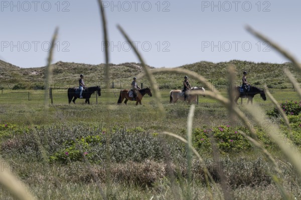 Horses and riders crossing a green meadow with dunes in the background, Ringkøbing Fjord, North Sea Denmark