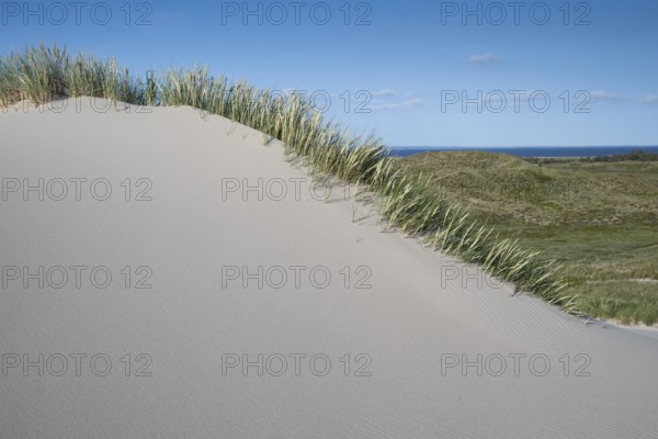 Dunes with beach grass, dune landscape, blue sky, Hvide Sande, North Sea, Denmark