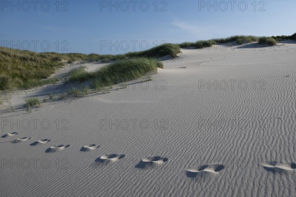 Sandy dune landscape, beach grass, footprints, blue sky, Hvide Sande, North Sea, Denmark