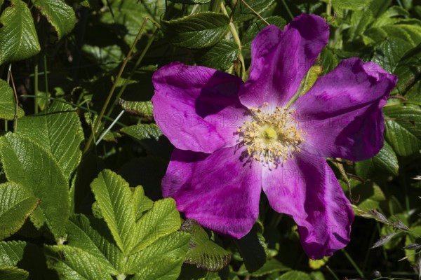 Dog rose (Rosa canina), Ringkøbing Fjord, Denmark