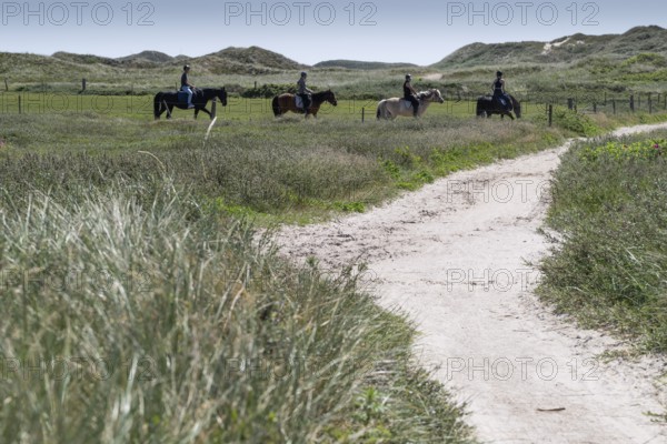 Horses with riders, grassy, green landscape with dunes, Ringkøbing Fjord, North Sea, Denmark