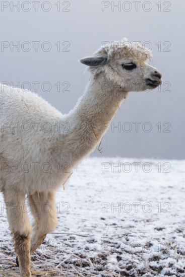 A white alpaca (Vicugna pacos) stands in dense fog on a frozen meadow in hilly terrain. Captive, Germany