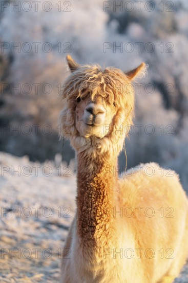 A white alpaca (Vicugna pacos) stands in the early morning light on a frozen meadow in hilly terrain. A forest covered in hoarfrost can be seen in the background. Captive, Germany
