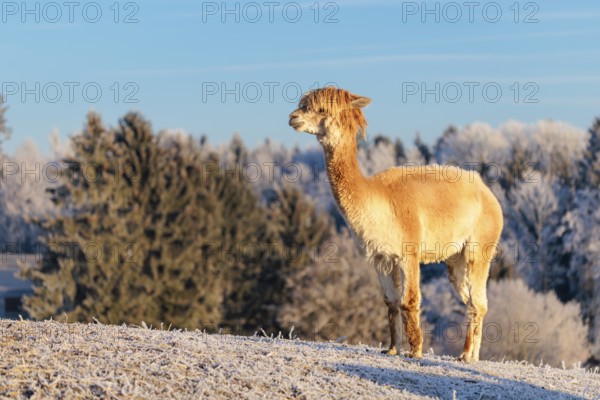 A white alpaca (Vicugna pacos) stands in the early morning light on a frozen meadow in hilly terrain. A forest covered in hoarfrost can be seen in the background. Captive, Germany