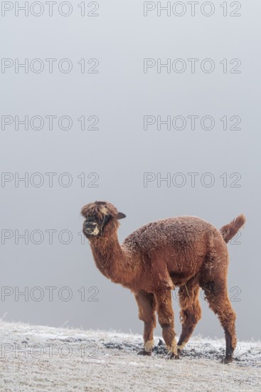 A brown alpaca (Vicugna pacos) stands in dense fog on a frozen meadow in hilly terrain. Captive, Germany