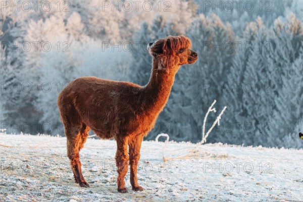 A brown alpaca (Vicugna pacos) stands in the early morning light on a frozen meadow in hilly terrain. A forest covered in hoarfrost can be seen in the background. Captive, Germany
