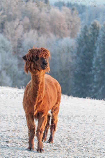 A brown alpaca (Vicugna pacos) stands in the early morning light on a frozen meadow in hilly terrain. A forest covered in hoarfrost can be seen in the background. Captive, Germany
