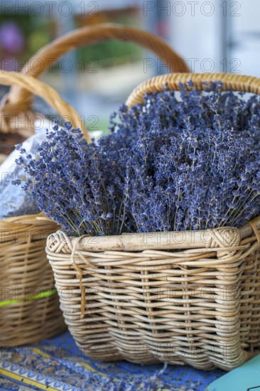 Basket of dried lavender, Provence, France