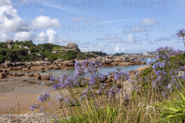 Jewelled lilies on the Cote de Granit Rose, Brittany, France