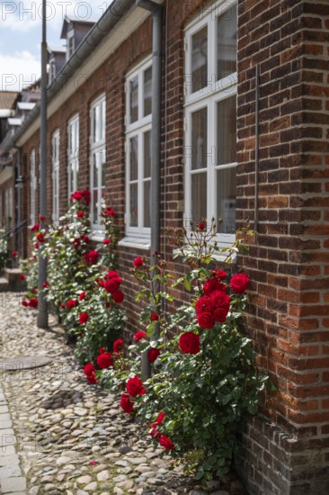 Lush rose blossoms along the brick façade of a house, Old Town, Ringkøbing, Ringkøbing Fjord, Denmark