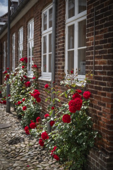 Red roses entwine themselves along the brick façade, Old Town, Ringkøbing, Ringkøbing Fjord, Denmark