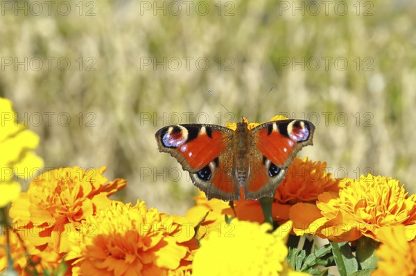 Peacock butterfly (Aglais io), on marigold marigold (Tagetes erecta), close-up, Wilnsdorf, North Rhine-Westphalia, Germany