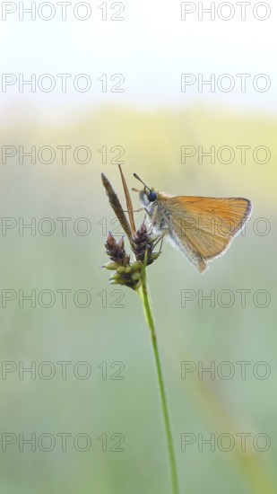 Large skipper (Ochlodes sylvanus, Augiades sylvanus), resting in the evening on a blade of grass in a meadow, close-up, macro photograph, Wilnsdorf, North Rhine-Westphalia, Germany