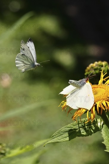 Lemon butterfly (Gonepteryx rhamny) landing on a yellow flower of a Great Telekie (Telekia speciosa) and being attacked by a Cabbage butterfly (Pieris brassicae), Wilnsdorf, North Rhine-Westphalia, Germany