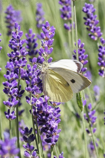 A Cabbage butterfly (Pieris brassicae) sucking nectar on the flower of true lavender (Lavandula angustifolia), in a natural environment in the wild, nice bokeh in the background, wildlife, insects, butterflies, butterflies, Wilnsdorf, North Rhine-Westphalia, Germany