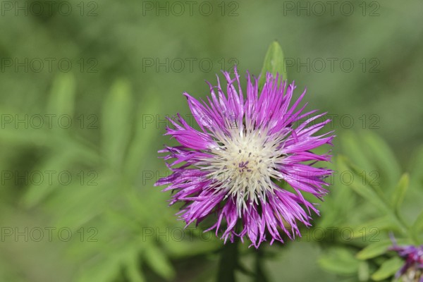 Meadow knapweed or common knapweed (Centaurea jacea), flower, Wilnsdorf, North Rhine-Westphalia, Germany