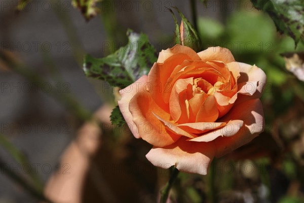 Rose (Rosa sp.), orange blossom in a garden, Wilnsdorf, North Rhine-Westphalia, Germany