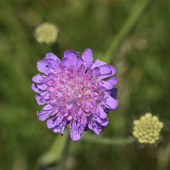 Scabiosa (scabiosa), flower in a forest clearing, Wilnsdorf, North Rhine-Westphalia, Germany