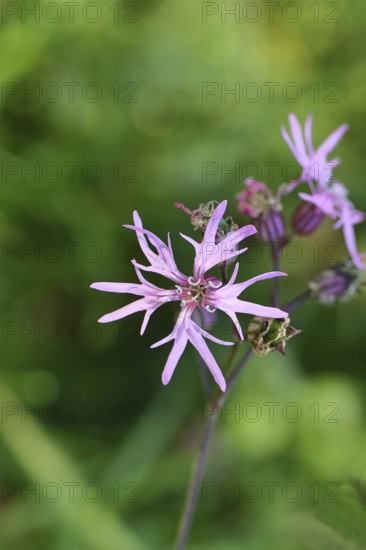 Cuckooflower (Lychnis flos-cuculi), single flower in a forest clearing, Wilnsdorf, North Rhine-Westphalia, Germany