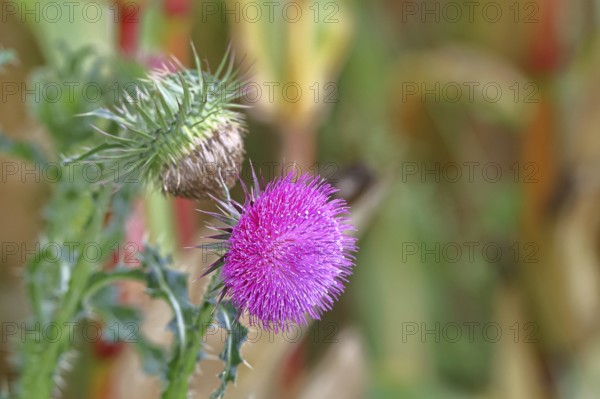 Flower head of the Musk Thistle (Carduus nutans, also known as nodding thistle), by the wayside, Rosenheim, Bavaria, Germany