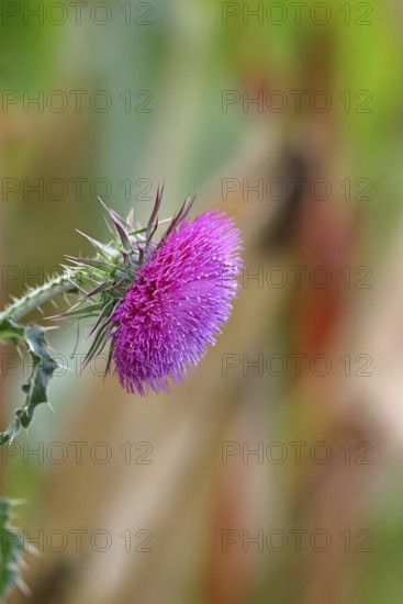 Flower head of the Musk Thistle (Carduus nutans, also known as nodding thistle), by the wayside, Rosenheim, Bavaria, Germany