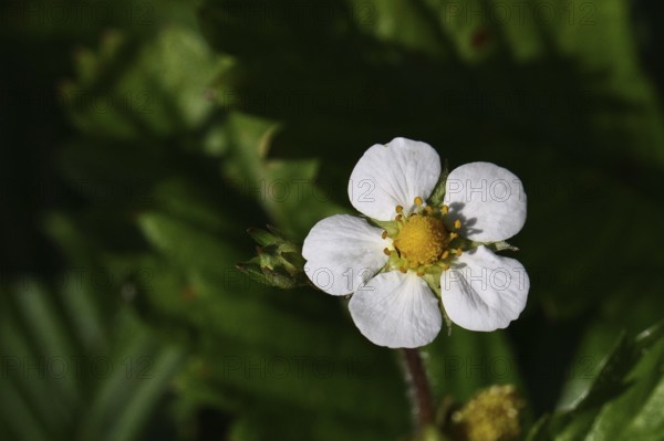 Wild strawberry (Fragaria vesca), in bloom, wild strawberry blossom, close-up, Wilnsdorf, North Rhine-Westphalia, Germany