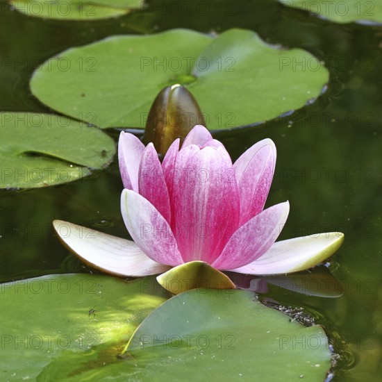 Water lily (Nymphaea), pond lily, aquatic plant, in a garden pond, Wilnsdorf, North Rhine-Westphalia, Germany