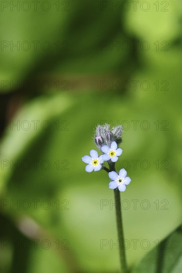 Field forget-me-not, Field forget-me-not (Myosotis arvensis), flowers, on a wild field, macro photograph, Wilnsdorf, North Rhine-Westphalia, Germany