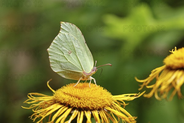 Lemon butterfly (Gonepteryx rhamny) on a yellow flower of a Great Telekie (Telekia speciosa), Wilnsdorf, North Rhine-Westphalia, Germany