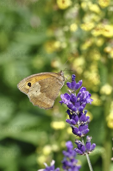 Meadow Brown (Maniola jurtina), on a lavender flower (Lavandula angustifolia), collecting nectar from a flower of the true lavender (Lavandula angustifolia), nice bokeh in the background, Wildlife, Insects, Butterflies, Butterfly, Close-up, Macro shot, Wilnsdorf, North Rhine-Westphalia, Germany
