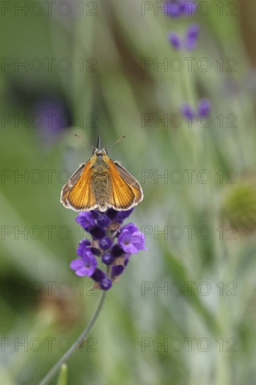 Large skipper (Ochlodes venatus), collecting nectar from a flower of Common lavender (Lavandula angustifolia), close-up, macro photograph, Wilnsdorf, North Rhine-Westphalia, Germany