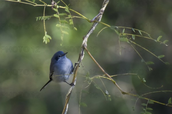Masked gnatcatcher (Polioptila dumicola) female, seen in Buenos Aires, Argentina