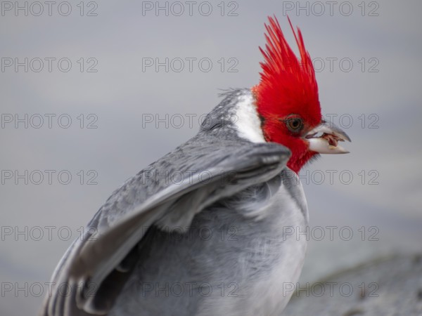 Red-crested Tanager (Paroaria coronata) close-up portrait, seen in Buenos Aires, Argentina