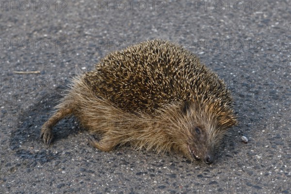 Death on the road... Hedgehog (Erinaceus europaeus), road traffic victim, hedgehog hit by a car, species severely affected by road traffic, native nature, Lower Rhine, North Rhine-Westphalia, Rhineland, Germany, Western Europe