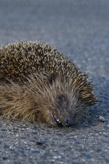 Road traffic victim... Hedgehog (Erinaceus europaeus), run over hedgehog lying dead on the road, run over by a car, species endangered by road traffic, native nature, Lower Rhine, North Rhine-Westphalia, Rhineland, Germany, Western Europe