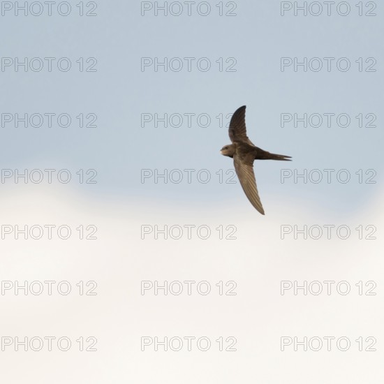 Acrobats of the air... Swift (Apus apus) in flight, stays in the air for about ten months almost without interruption outside the breeding season, sleeps in flight, Lower Rhine, Rhine district of Neuss, North Rhine-Westphalia, Germany, Western Europe