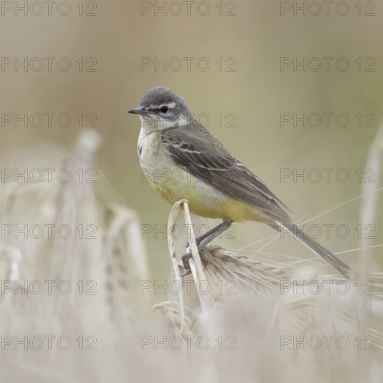 In (almost) ripe grain... Yellow wagtail (Motacilla flava), meadow wagtail, female, particularly pretty songbird of the open field sitting in a cereal field, native nature, Lower Rhine, North Rhine-Westphalia, Rhineland, Germany, Western Europe