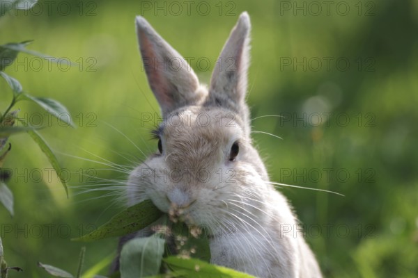 Domestic rabbit (Oryctolagus cuniculus domestica), portrait, garden, eating, cute, Germany, rabbit eating leaves in the garden