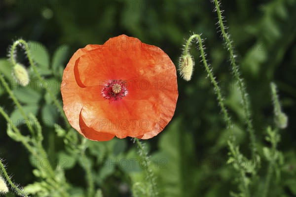 Red poppy (Papaver rhoeas), red flower in a natural garden, Wilnsdorf, North Rhine-Westphalia, Germany