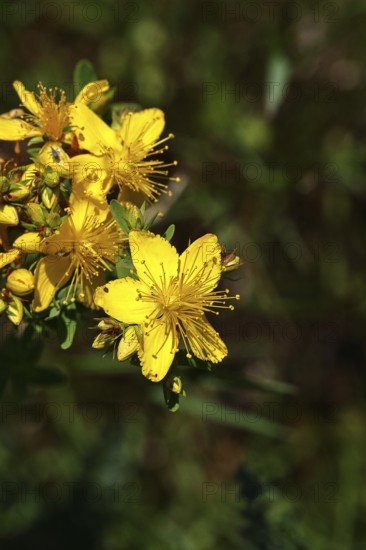 Common St John's wort (Hypericum perforatum), spotted St John's wort or common St John's wort (Hypericum perforatum), medicinal plant, flowering, Wilnsdorf, North Rhine-Westphalia, Germany