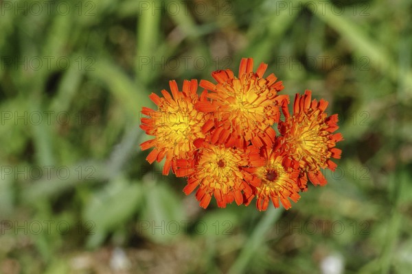 Orange hawkweed, orange-red hawkweed (Hieracium aurantiacum), flower on a rough meadow, close-up, Wilnsdorf, North Rhine-Westphalia