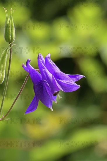 Columbine (Aquilegia vulgaris), blue flower in the garden, Wilnsdorf, North Rhine-Westphalia, Germany